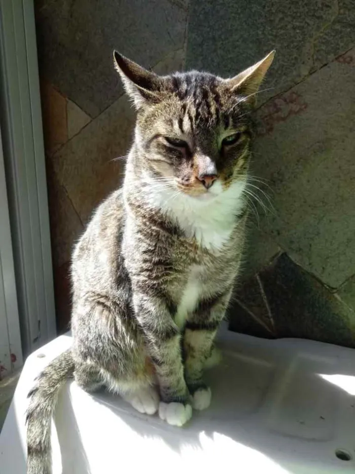 Gato ra a Srd  idade 2 anos nome Tigue lindo 