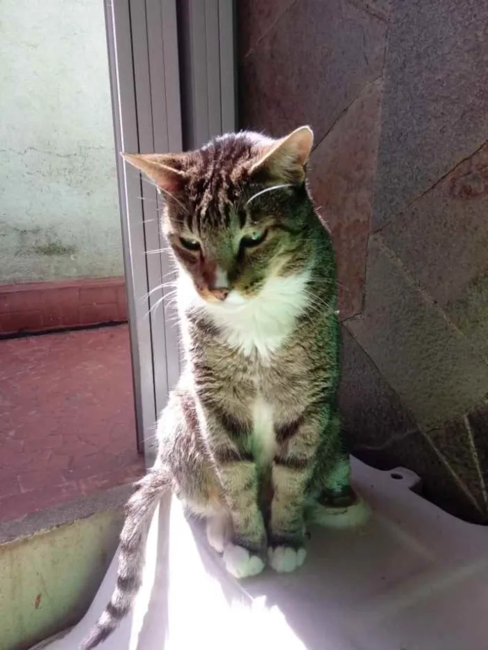 Gato ra a Srd  idade 2 anos nome Tigue lindo 