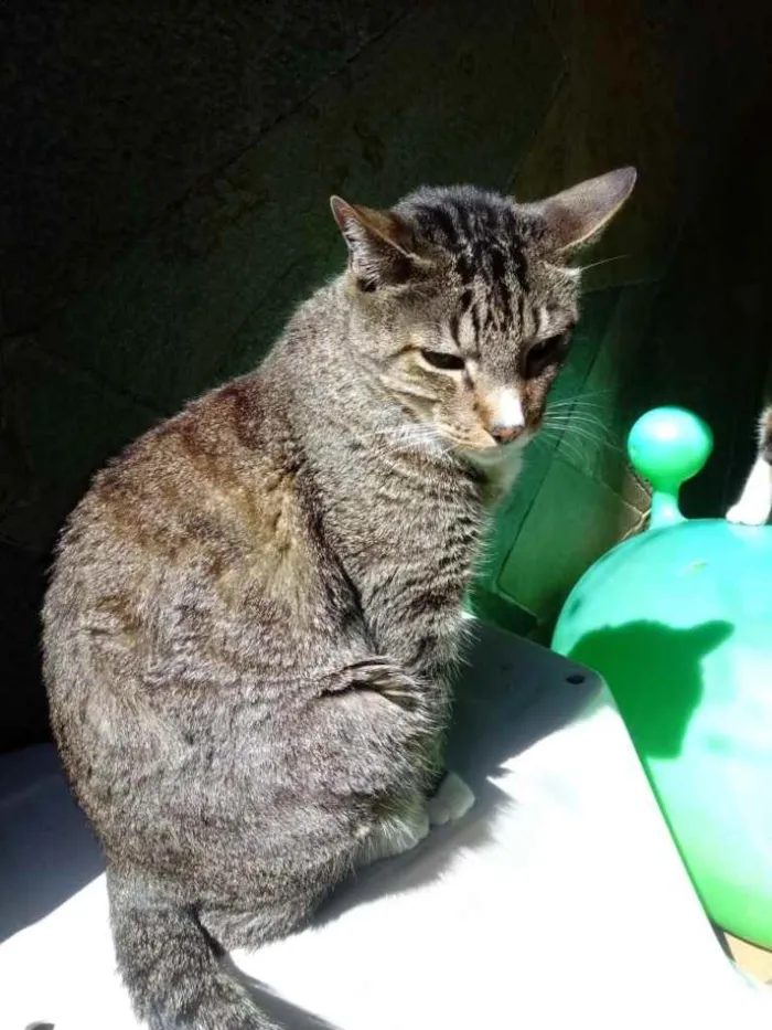 Gato ra a Srd  idade 2 anos nome Tigue lindo 