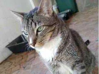 Gato ra a Srd  idade 2 anos nome Tigue lindo 