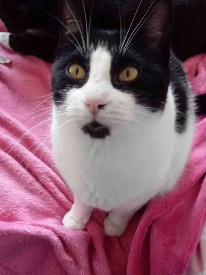 Gato ra a Srd  idade 1 ano nome Pitoco lindo e fofo 
