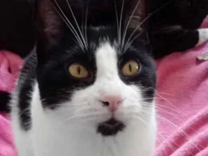 Gato raça Srd  idade 1 ano nome Pitoco lindo e fofo 
