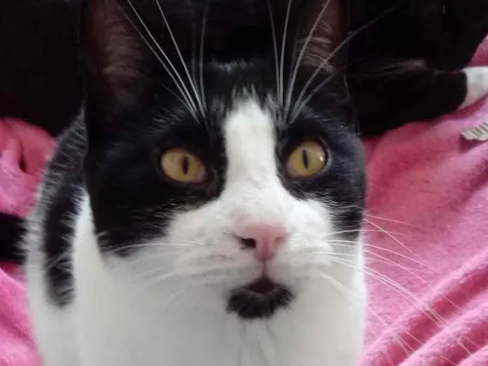 Gato ra a Srd  idade 1 ano nome Pitoco lindo e fofo 