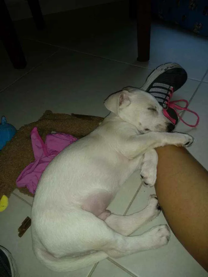 Cachorro ra a Sem raça definida idade 2 a 6 meses nome Thor