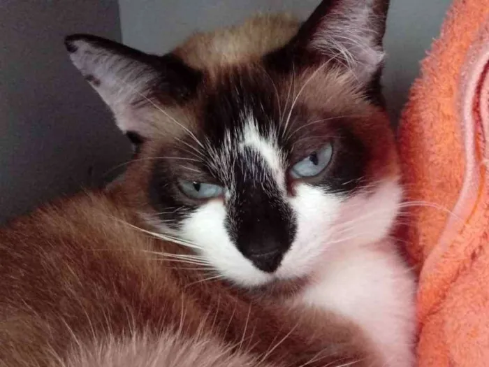 Gato ra a Srd idade 2 anos nome Branca linda gatinha