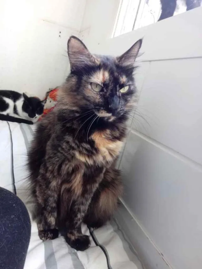 Gato ra a Srd idade 2 anos nome Menina belíssima