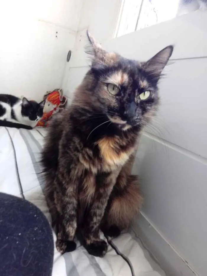 Gato ra a Srd idade 2 anos nome Menina belíssima