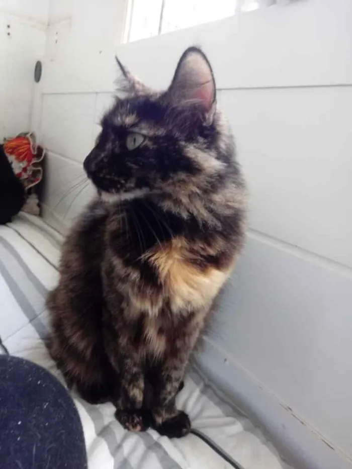 Gato ra a Srd idade 2 anos nome Menina belíssima
