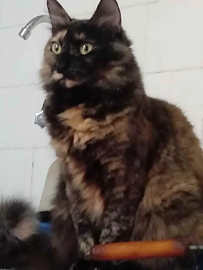 Gato ra a Srd idade 2 anos nome Menina belíssima