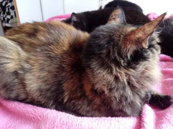 Gato ra a Srd idade 2 anos nome Menina belíssima