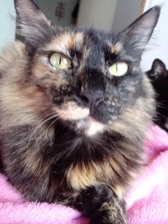 Gato ra a Srd idade 2 anos nome Menina belíssima
