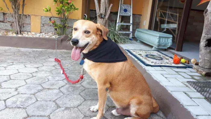 Cachorro ra a SRD idade 6 ou mais anos nome Alemão 