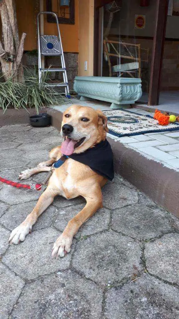 Cachorro ra a SRD idade 6 ou mais anos nome Alemão 