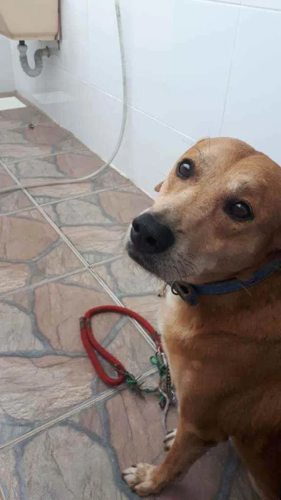 Cachorro ra a SRD idade 6 ou mais anos nome Alemão 