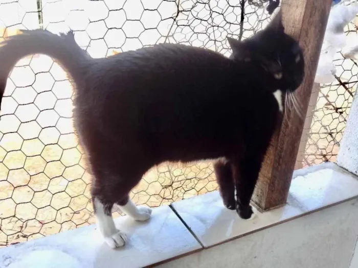 Gato ra a Srd idade 2 anos nome Ariane belíssima 