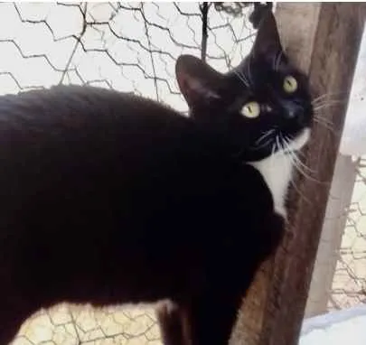 Gato ra a Srd idade 2 anos nome Ariane belíssima 