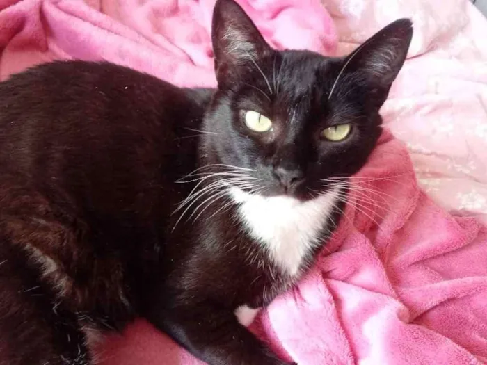 Gato ra a Srd idade 2 anos nome Ariane belíssima 
