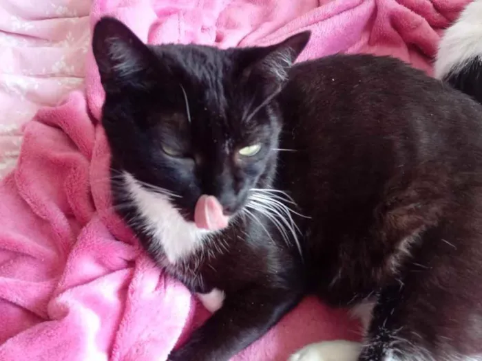 Gato ra a Srd idade 2 anos nome Ariane belíssima 