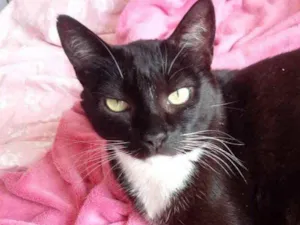 Gato raça Srd idade 2 anos nome Ariane belíssima 