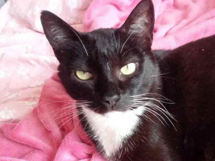 Gato ra a Srd idade 2 anos nome Ariane belíssima 