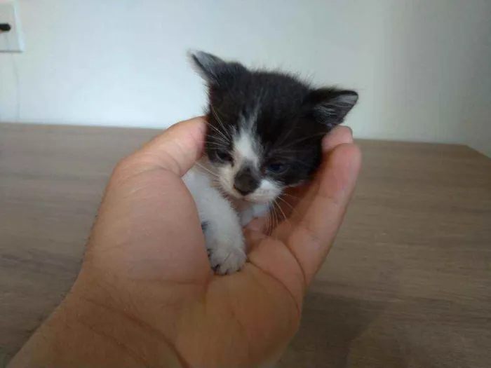 Gato ra a SRD idade Abaixo de 2 meses nome Sem Nome