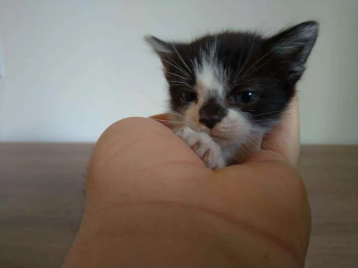 Gato ra a SRD idade Abaixo de 2 meses nome Sem Nome