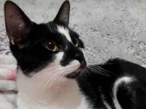 Gato raça Srd  idade 7 a 11 meses nome Shift lindo demais 