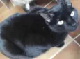 Orfeu lindo bonzinho