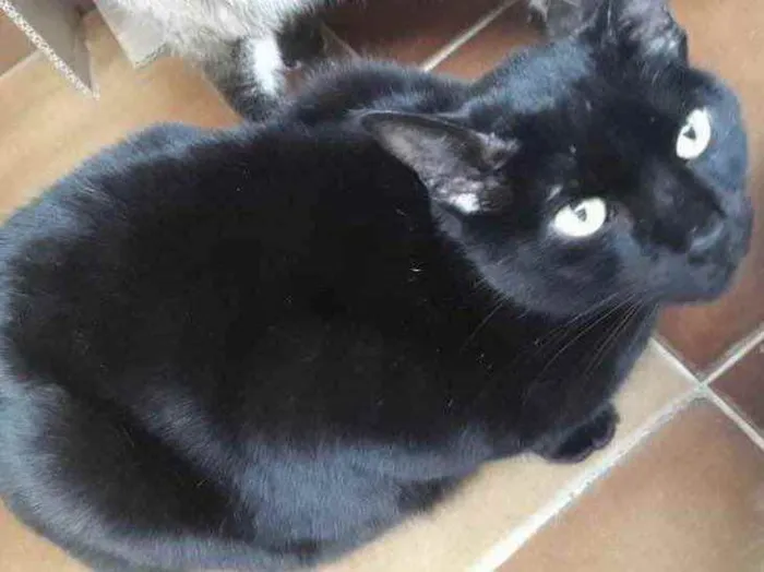 Gato ra a Srd idade 1 ano nome Orfeu lindo bonzinho