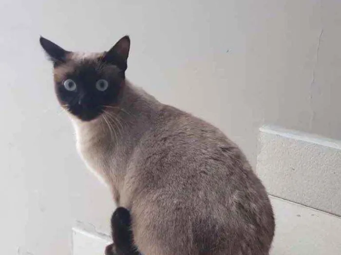 Gato ra a Siames  idade 7 a 11 meses nome Cecilia belíssima