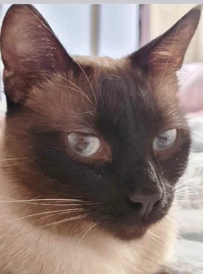 Gato ra a Siames  idade 7 a 11 meses nome Cecilia belíssima
