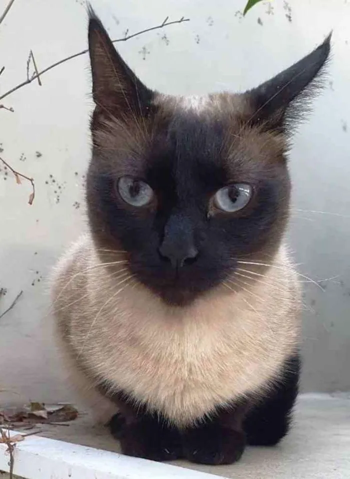 Gato ra a Siames  idade 7 a 11 meses nome Cecilia belíssima