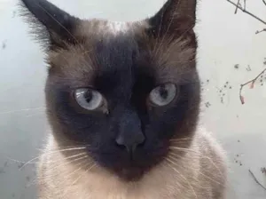 Gato raça Siames  idade 7 a 11 meses nome Cecilia belíssima 
