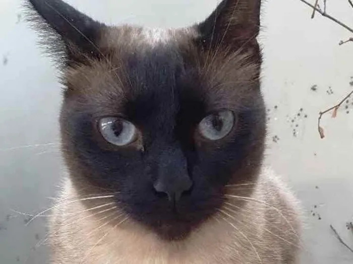 Gato ra a Siames  idade 7 a 11 meses nome Cecilia belíssima