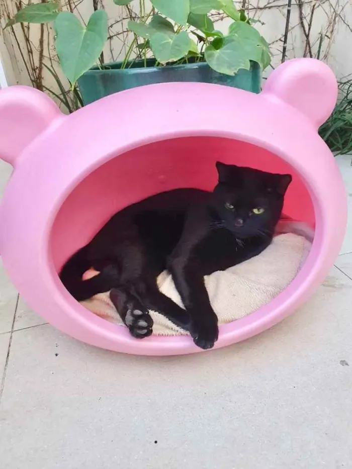 Gato ra a Srd idade 7 a 11 meses nome Romeu lindo demais