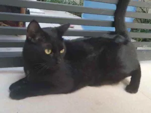 Gato raça Srd idade 7 a 11 meses nome Romeu lindo demais 