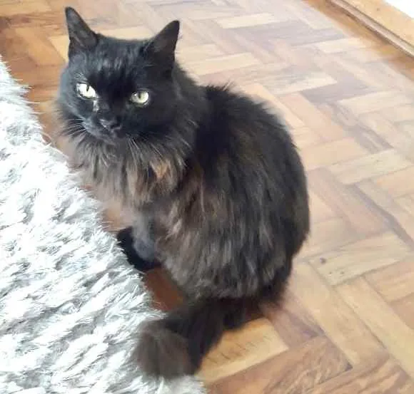 Gato ra a Srd idade 1 ano nome Maya belíssima