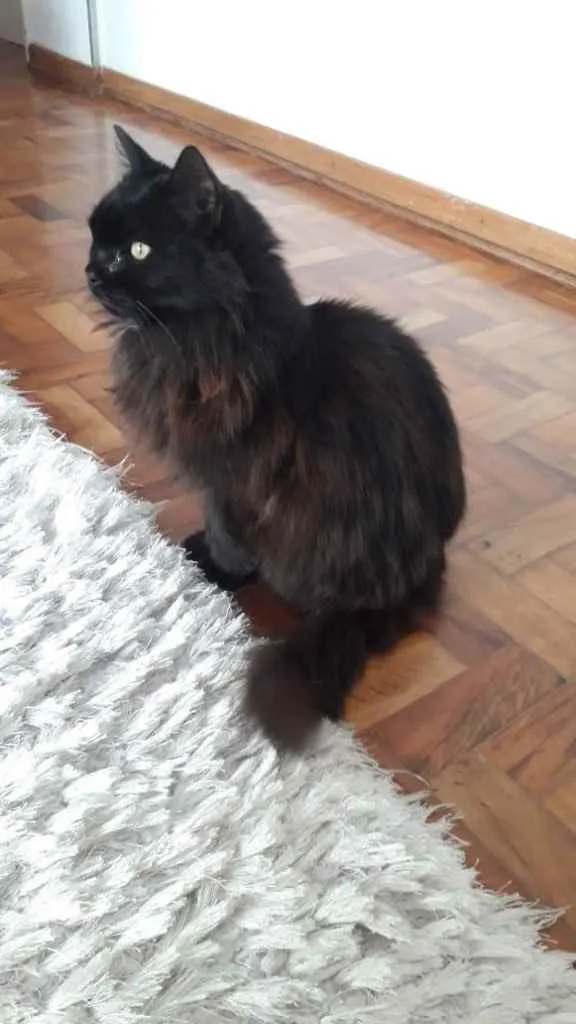 Gato ra a Srd idade 1 ano nome Maya belíssima