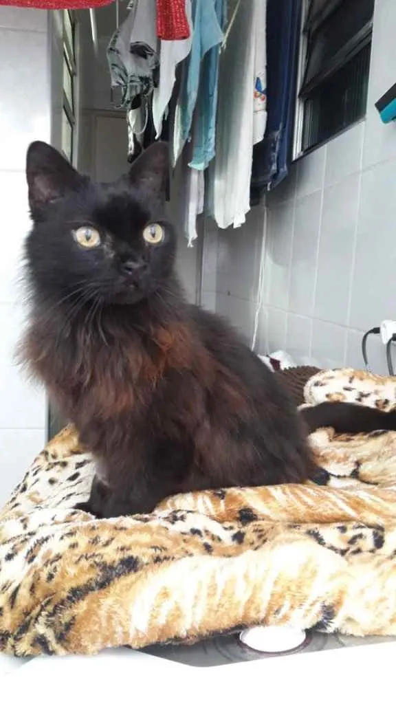 Gato ra a Srd idade 1 ano nome Maya belíssima