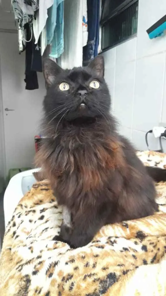 Gato ra a Srd idade 1 ano nome Maya belíssima