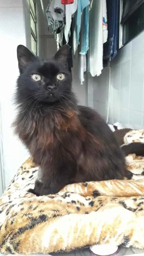 Gato ra a Srd idade 1 ano nome Maya belíssima