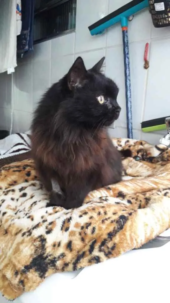 Gato ra a Srd idade 1 ano nome Maya belíssima