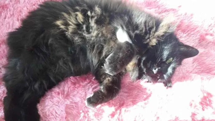 Gato ra a Srd idade 1 ano nome Maya belíssima