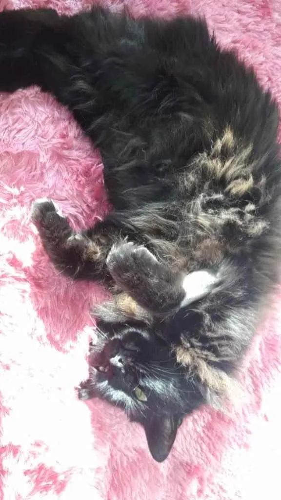Gato ra a Srd idade 1 ano nome Maya belíssima