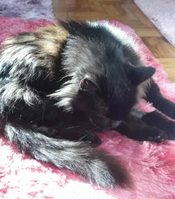 Gato ra a Srd idade 1 ano nome Maya belíssima