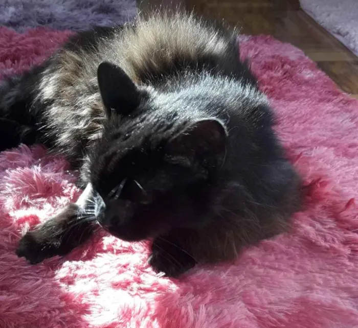 Gato ra a Srd idade 1 ano nome Maya belíssima