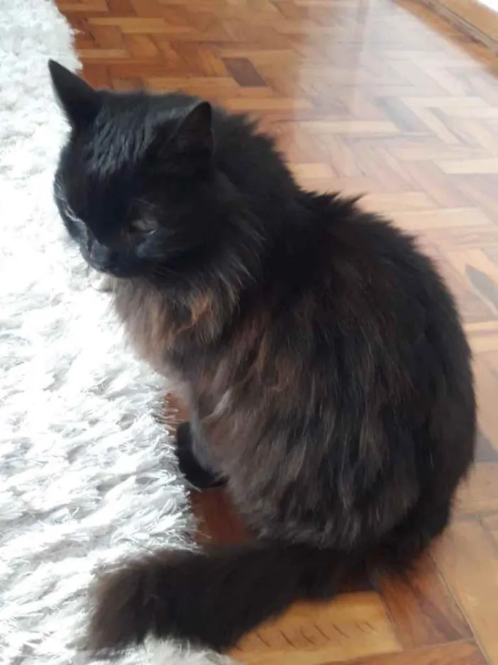 Gato ra a Srd idade 1 ano nome Maya belíssima