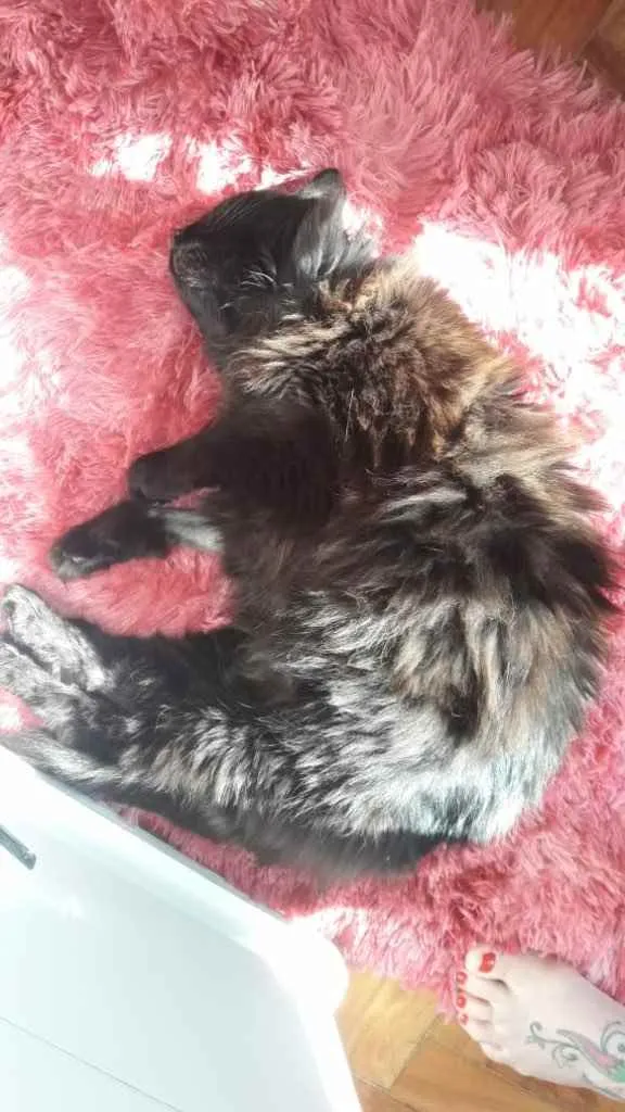 Gato ra a Srd idade 1 ano nome Maya belíssima