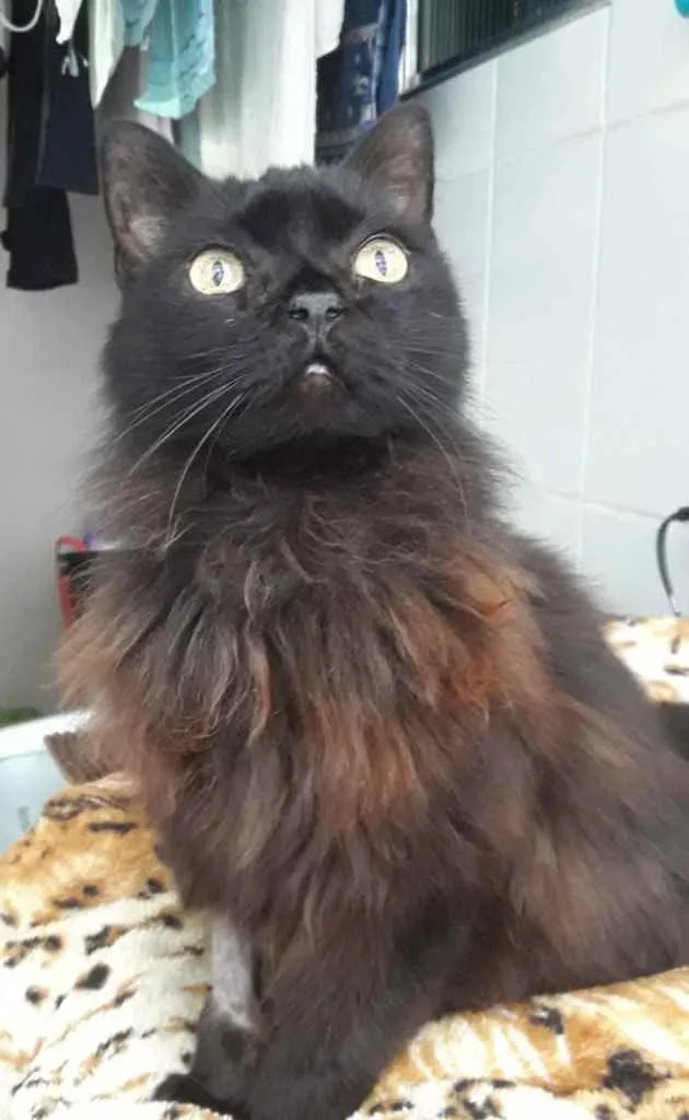 Gato ra a Srd idade 1 ano nome Maya belíssima