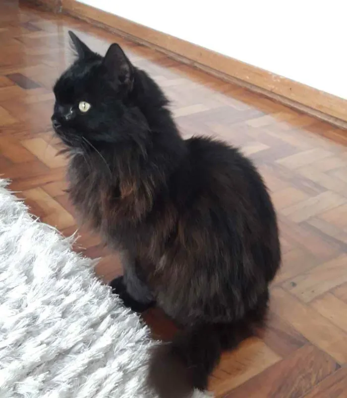 Gato ra a Srd idade 1 ano nome Maya belíssima